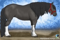 Horse Color:Black 