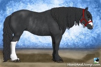 Horse Color:Black Rabicano 