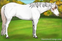 Horse Color:Chestnut Sabino Appaloosa