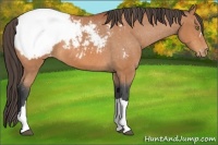 Horse Color:Bay Snowcap 