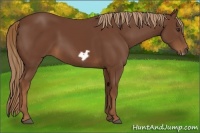 Horse Color:Chestnut Frame 