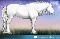 Horse Color:Perlino Dun Splash Appaloosa 