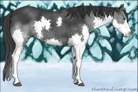 Horse Color:Black Splash