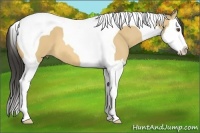 Horse Color:Buckskin Dun Splash Tobiano