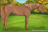 Horse Color:Chestnut Frame 