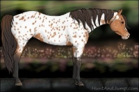 Horse Color:Bay Frame Appaloosa