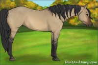 Horse Color:Bay Dun