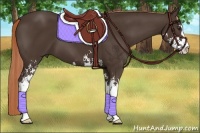 Horse Color:Liver Chestnut Sabino