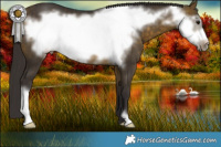 Horse Color:Buckskin Frame 