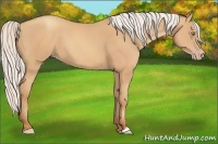 Horse Color:Silver Amber Champagne