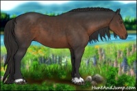 Horse Color:Liver Chestnut