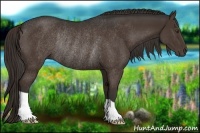 Horse Color:Liver Chestnut Rabicano