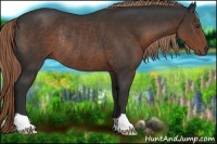 Horse Color:Liver Chestnut Rabicano