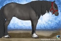 Horse Color:Black Sabino Rabicano