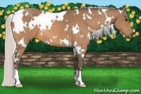 Horse Color:White Spotted Silver Buckskin 