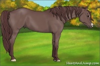 Horse Color:Chocolate Black
