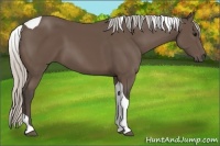 Horse Color:Silver Black Tobiano 