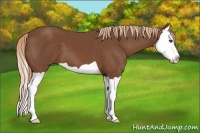 Horse Color:Chestnut Splash