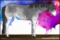 Horse Color:White Spotted Blue Roan