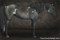 Horse Color:White Spotted Black