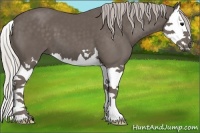Horse Color:Silver Black Splash