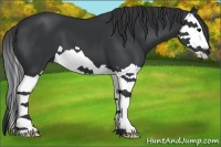 Horse Color:Black Splash 