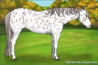 Horse Color:White Spotted Chocolate Blue Roan Appaloosa 