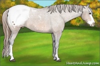 Horse Color:Buckskin Splash Snowcap