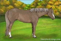 Horse Color:Chocolate Palomino Sabino 