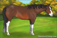 Horse Color:Bay Sabino Splash 