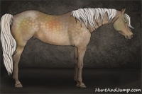 Horse Color:Silver Buckskin Sabino 