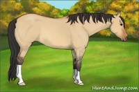 Horse Color:Bay Roan Dun 