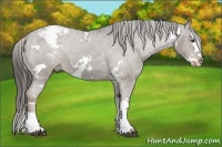 Horse Color:White Spotted Liver Chestnut Sabino Splash Varnish