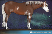 Horse Color:Silver Brown Sabino Splash 
