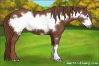 Horse Color:Chestnut Frame 