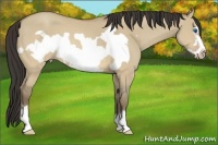 Horse Color:Sable Champagne Dun Frame 
