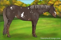 Horse Color:White Spotted Liver Chestnut 
