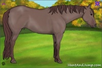 Horse Color:Chocolate Grullo 