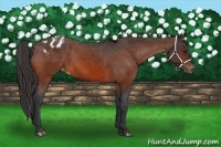 Horse Color:Bay Appaloosa 