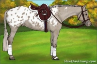 Horse Color:Silver Grullo Appaloosa
