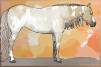 Horse Color:White Spotted Chocolate Palomino Dun 