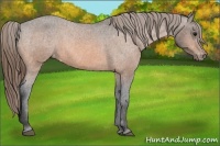 Horse Color:Buckskin Appaloosa