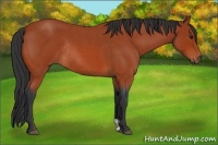 Horse Color:Bay Roan Rabicano