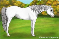 Horse Color:White Spotted Black Splash Frame Appaloosa