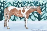 Horse Color:Silver Bay Ice Sabino Tobiano 