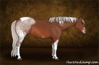 Horse Color:White Spotted Silver Bay Tobiano 