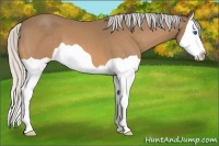 Horse Color:Silver Buckskin Splash 