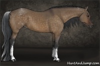 Horse Color:White Spotted Bay Dun