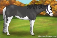 Horse Color:Black Splash