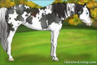 Horse Color:White Spotted Liver Chestnut Sabino Splash